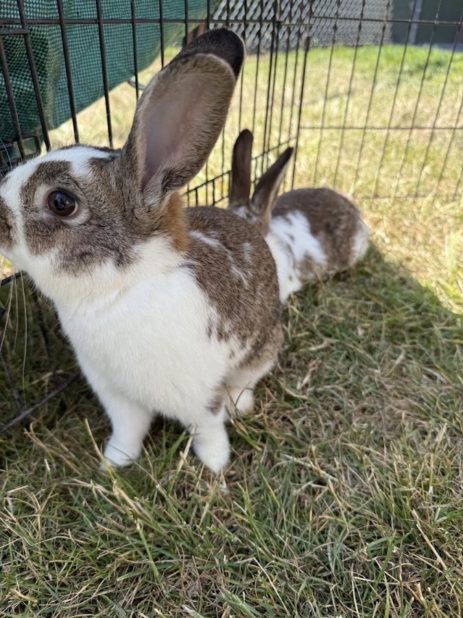 Backyard petting zoo visit (Pleasanton) in Pleasanton
